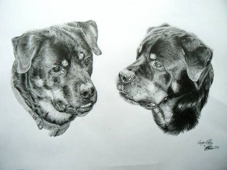 George and Harry the Rotties - Commission