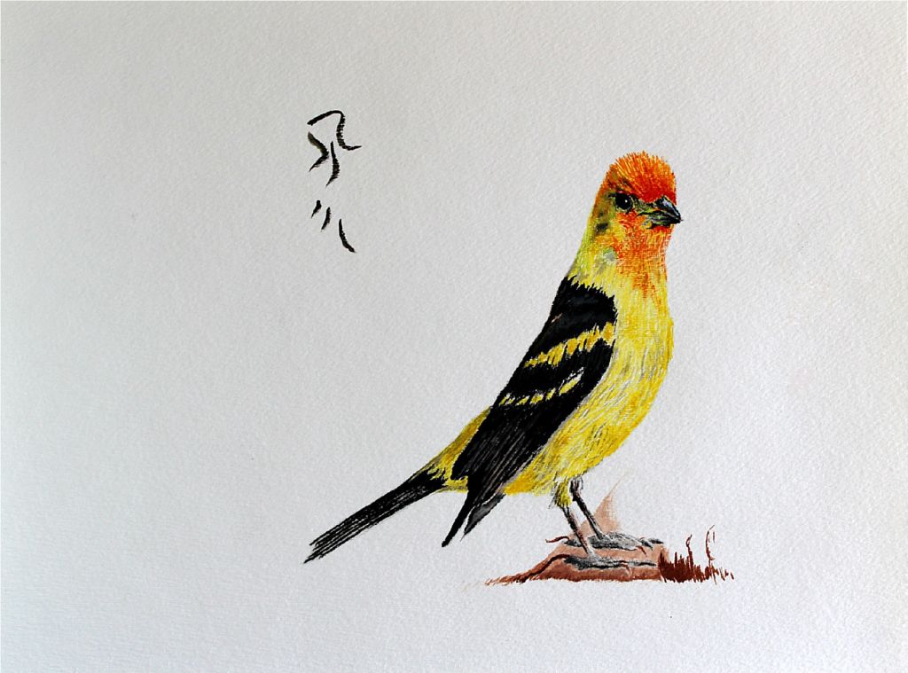 Western Tanager