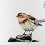 Snow Bunting