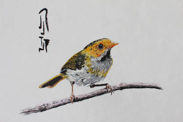 Rufous-faced Warbler