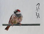 House Sparrow by Boio8010