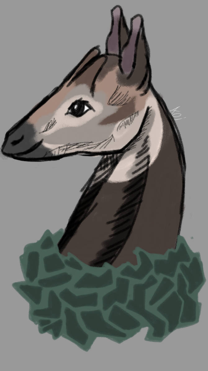 Okapi by SilverKoiReiLiv on DeviantArt