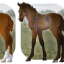Foal Adopts - CLOSED