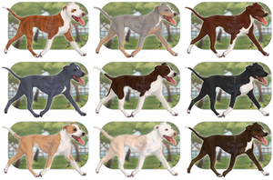 Pibble Adopts - 1/9 OPEN