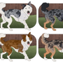 Border Collie Adopts - SOLD