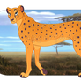 Cheetah Adopt - OPEN