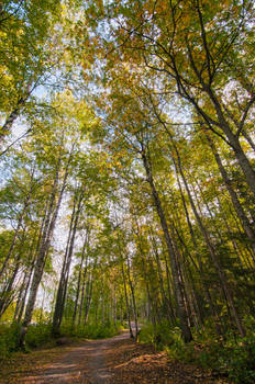 Path to autumn