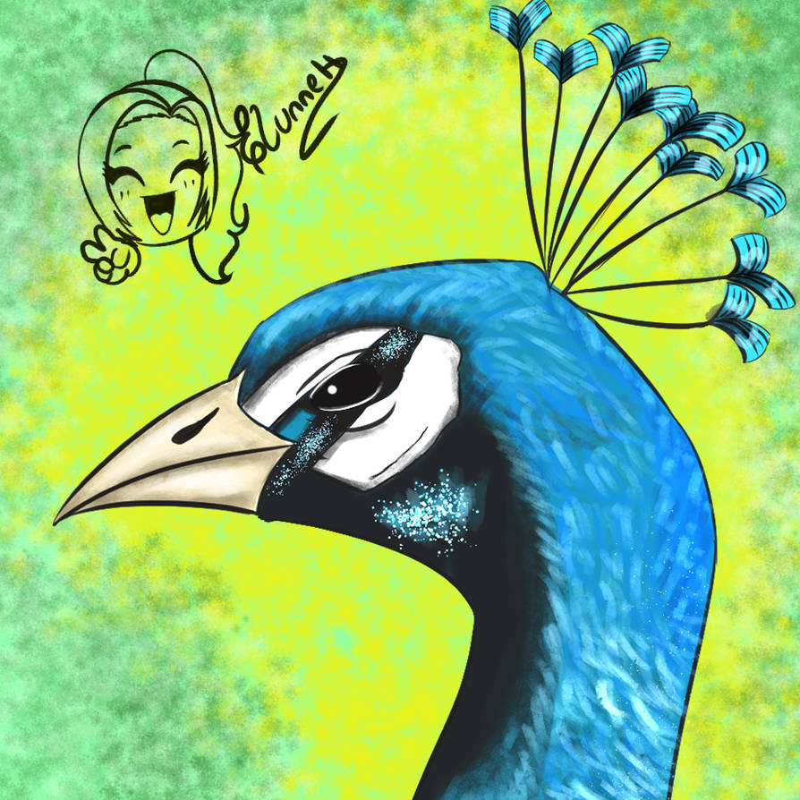Pavo by Elunneh on DeviantArt