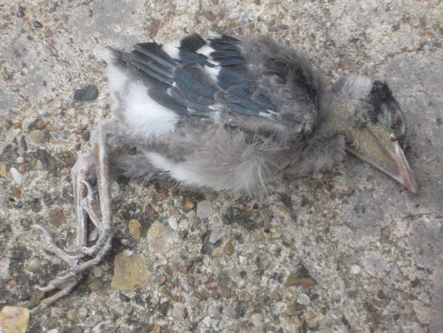 Dead Baby Bluejay By Arretederaler On Deviantart Dead Baby Bluejay By Arretederaler On Deviantart
