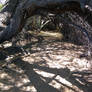 Tucson Sweetwater Wetlands 53.