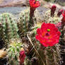 Mount Lemmon 12