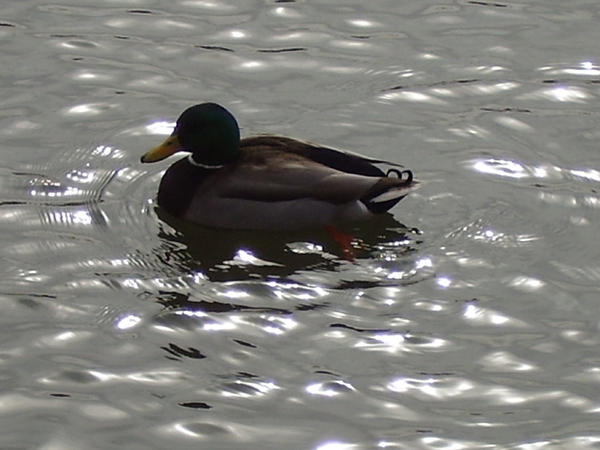 Meet Mister Duck by dkolleth on DeviantArt