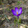 Crocus