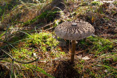 Macrolepiota procera