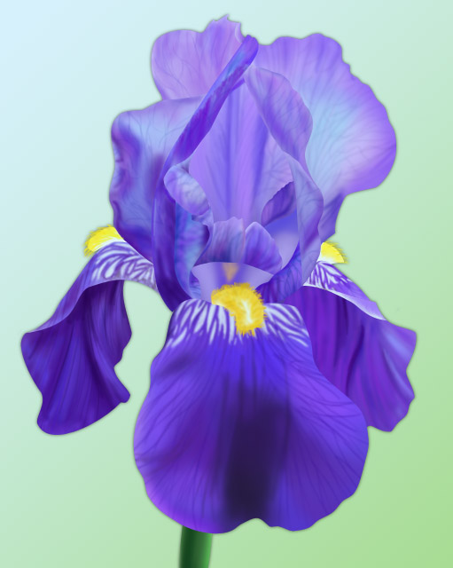 Iris