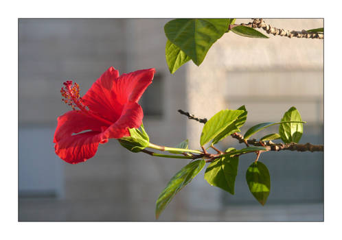 red hibiscus