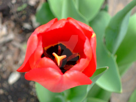 Inside The Tulip