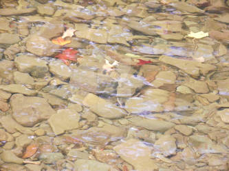 Leaves Under Water