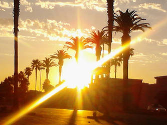 Palm tree sunset