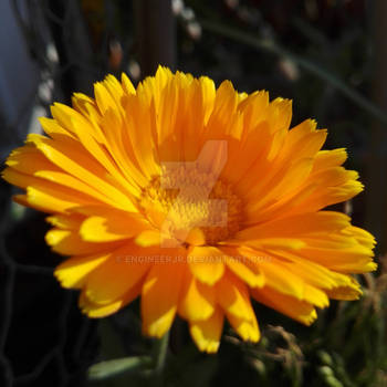 Marigold (10)