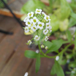 White Flower