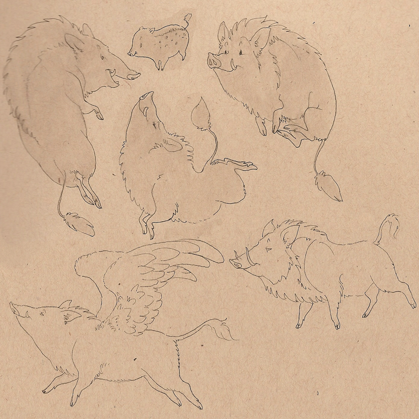 boars 2