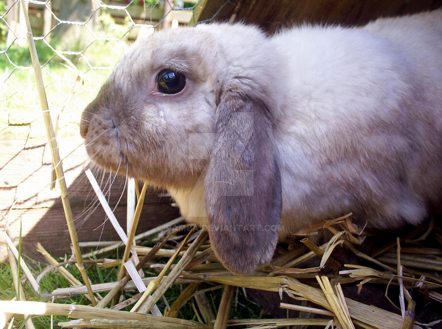 Rabbit3 by Pamba on DeviantArt