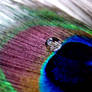 Peacock feather and droplet