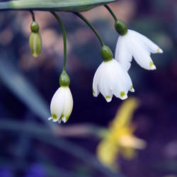 White spring by Pamba