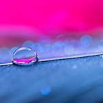 Pink melodies by Pamba