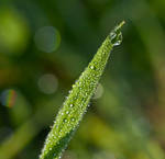 Dew drops by Pamba