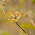 Last leafs by Pamba