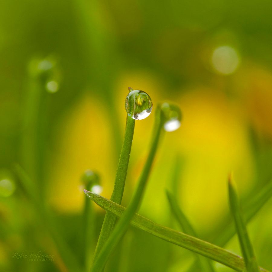 Green mirror