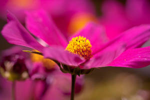 Pink nature by Pamba