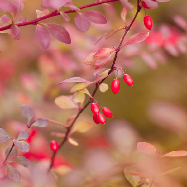 Berries Of The Autumn