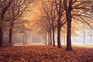 Red Forest