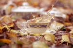 Splashy autumn tea by Pamba
