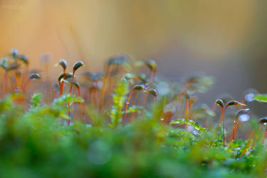 Tiny little forest by Pamba