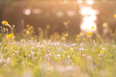 Glowing flowers