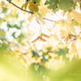 Treasures of autumn
