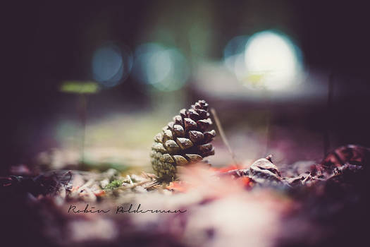 Pine cone