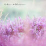 Soft heath dunes
