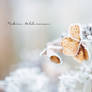 Frozen hearts
