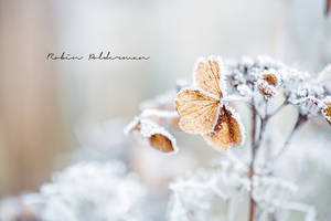 Frozen hearts