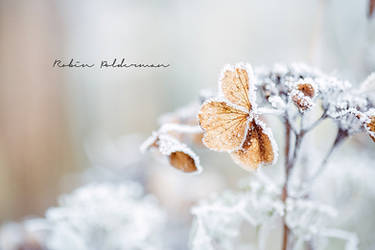 Frozen hearts by Pamba