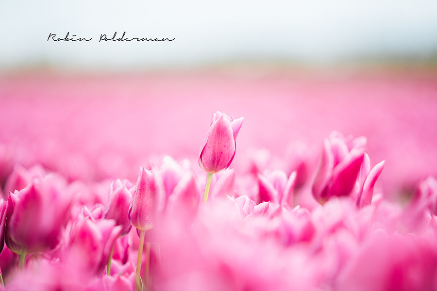 Sweet pink tulips by Pamba