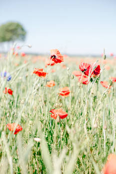 poppy fields wisdom