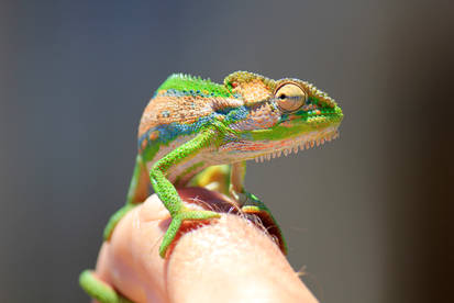 Cape Dwarf Chameleon