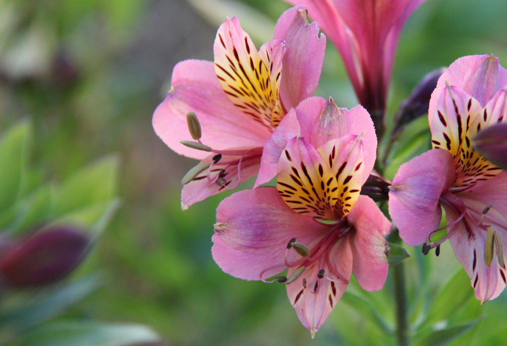 Pink Inca lilies