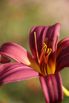 Day lily